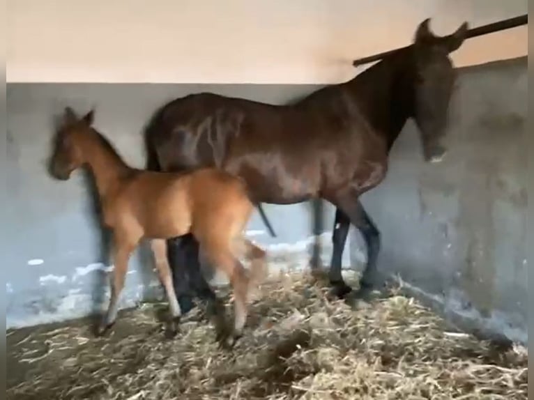 PRE Stute 12 Jahre 168 cm Rappe in Navalvillar De Pela