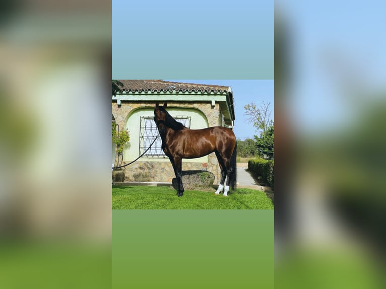 PRE Mix Stute 12 Jahre 169 cm Brauner in Seeheim-Jugenheim