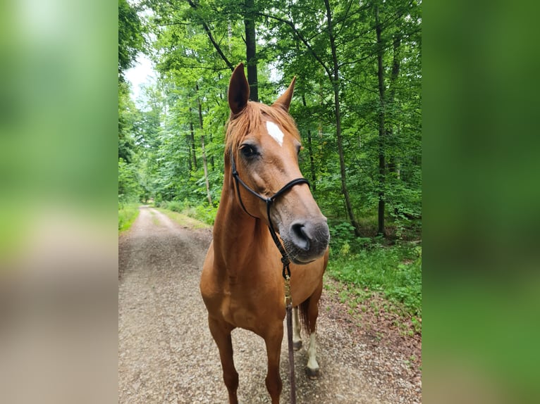 PRE Stute 12 Jahre Fuchs in Oberboihingen