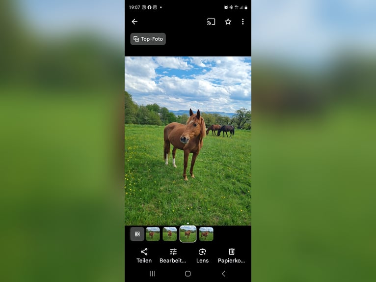 PRE Stute 12 Jahre Fuchs in Oberboihingen