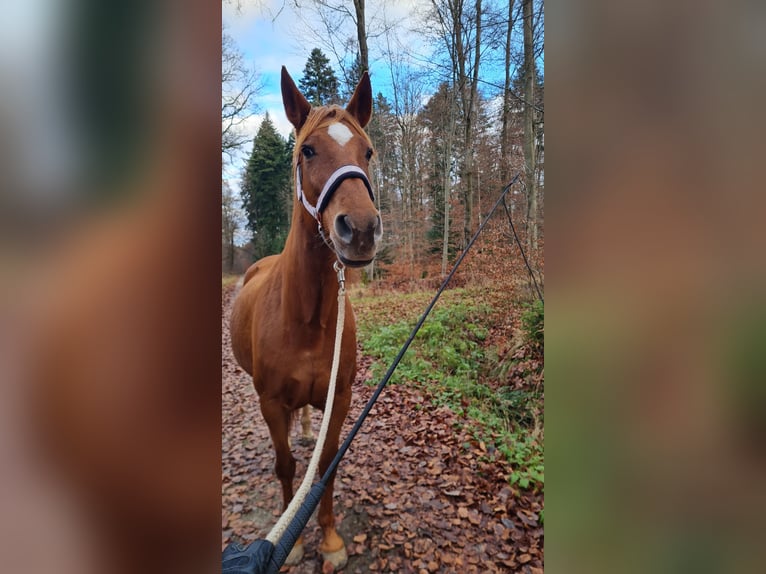 PRE Stute 12 Jahre Fuchs in Oberboihingen