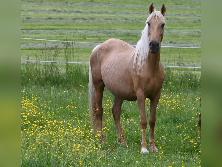 PRE Stute 12 Jahre Palomino in Klettgau