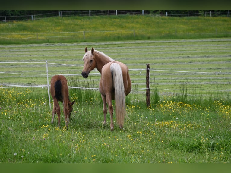 PRE Stute 12 Jahre Palomino in Klettgau