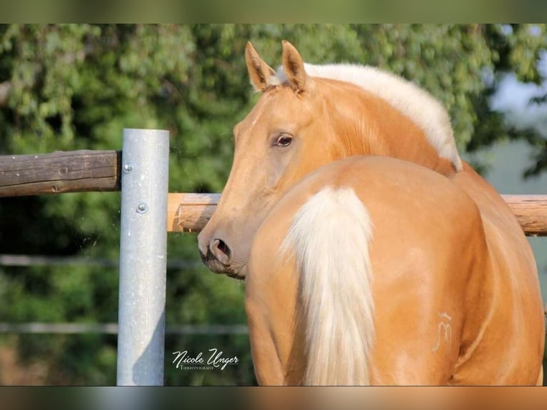 PRE Stute 12 Jahre Palomino in Klettgau