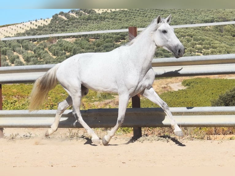 PRE Stute 12 Jahre Schimmel in Provinz Cordoba