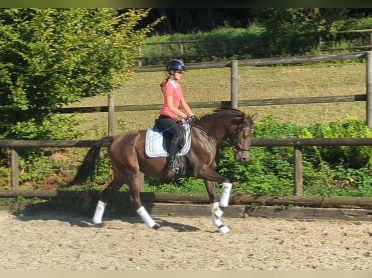 PRE Mix Stute 13 Jahre 152 cm Dunkelfuchs in Witten