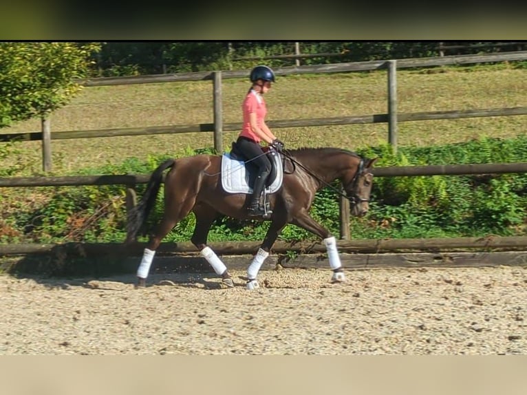 PRE Mix Stute 13 Jahre 152 cm Dunkelfuchs in Witten
