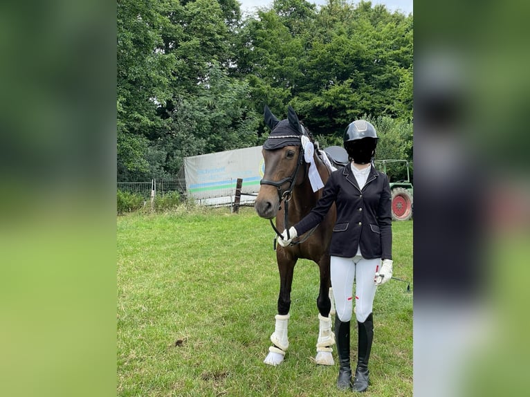 PRE Mix Stute 13 Jahre 152 cm Dunkelfuchs in Witten