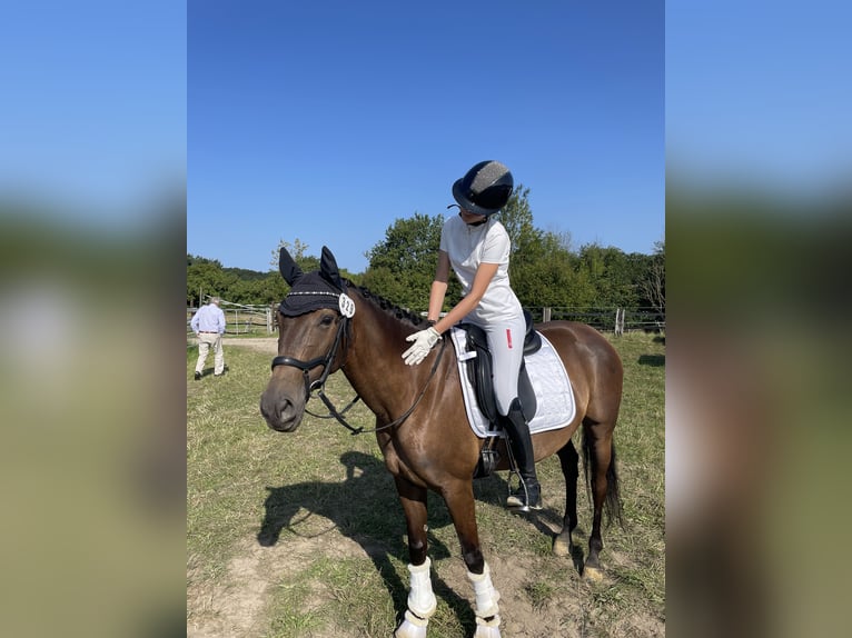 PRE Mix Stute 13 Jahre 152 cm Dunkelfuchs in Witten