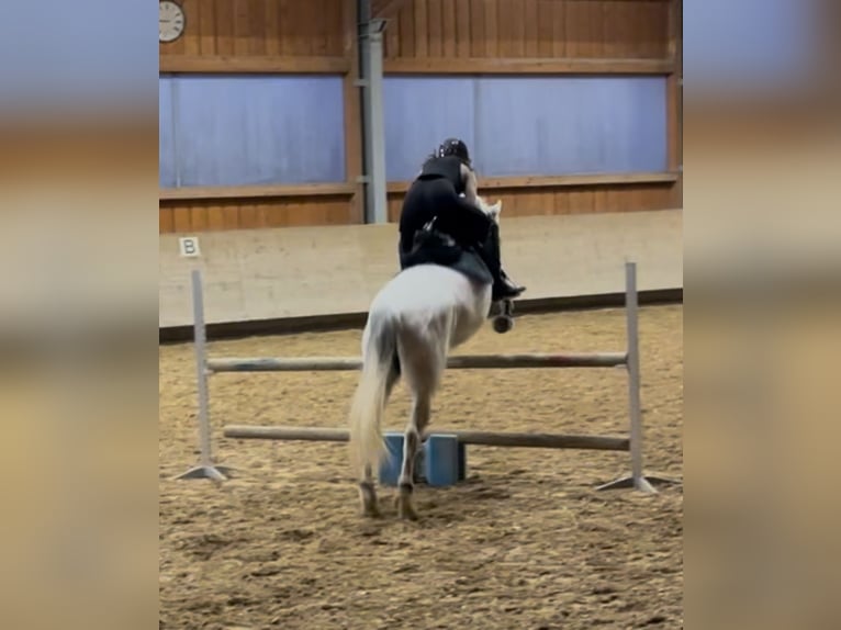 PRE Mix Stute 13 Jahre 155 cm Fliegenschimmel in Königsbrunn