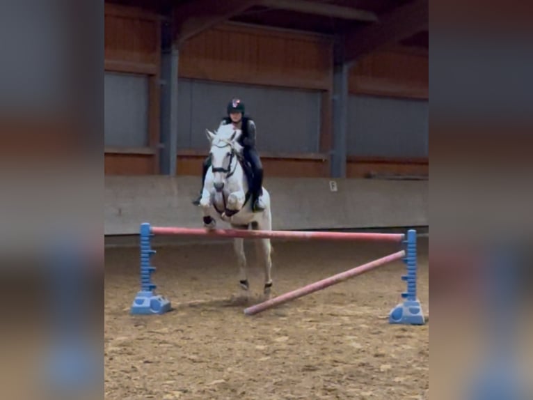 PRE Mix Stute 13 Jahre 155 cm Fliegenschimmel in Königsbrunn