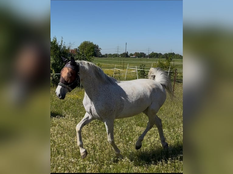 PRE Mix Stute 13 Jahre 155 cm Fliegenschimmel in Königsbrunn