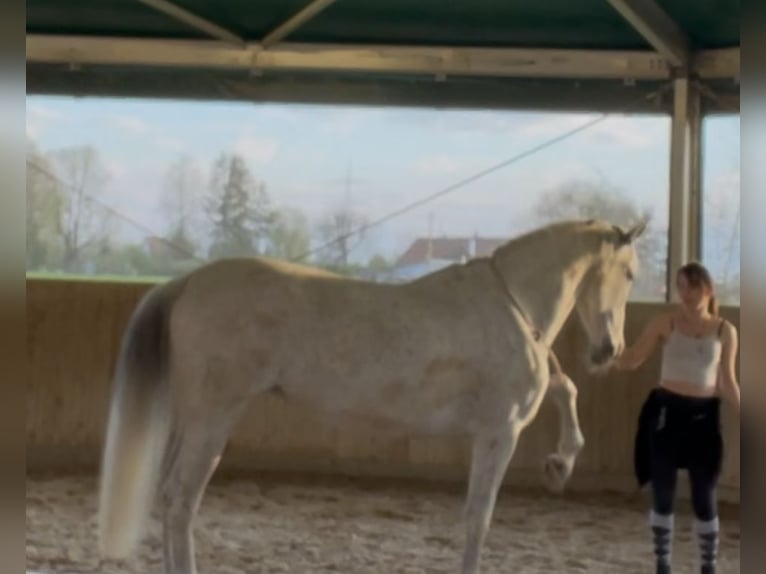 PRE Mix Stute 13 Jahre 155 cm Fliegenschimmel in Königsbrunn