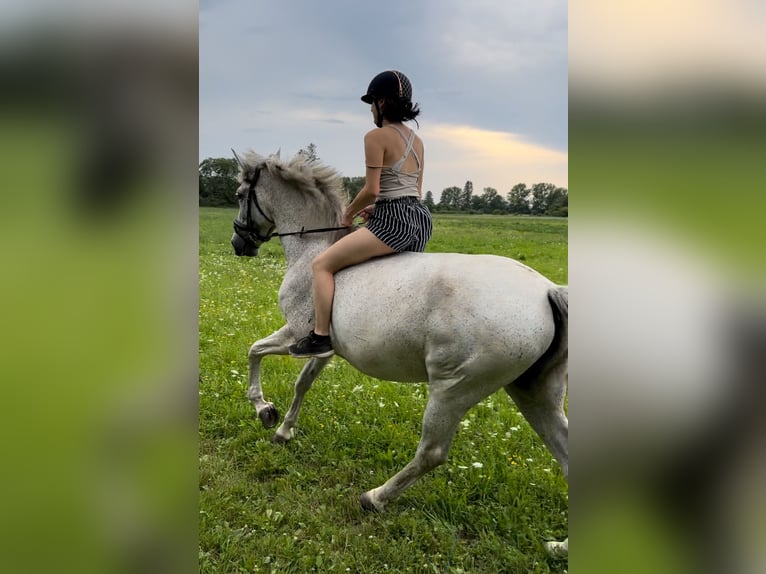 PRE Mix Stute 13 Jahre 155 cm Fliegenschimmel in Königsbrunn
