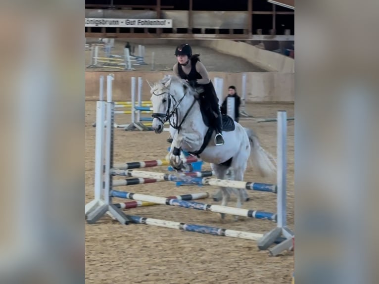 PRE Mix Stute 13 Jahre 155 cm Fliegenschimmel in Königsbrunn
