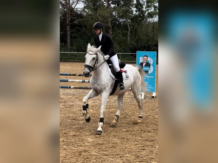 PRE Mix Stute 13 Jahre 155 cm Fliegenschimmel in Königsbrunn