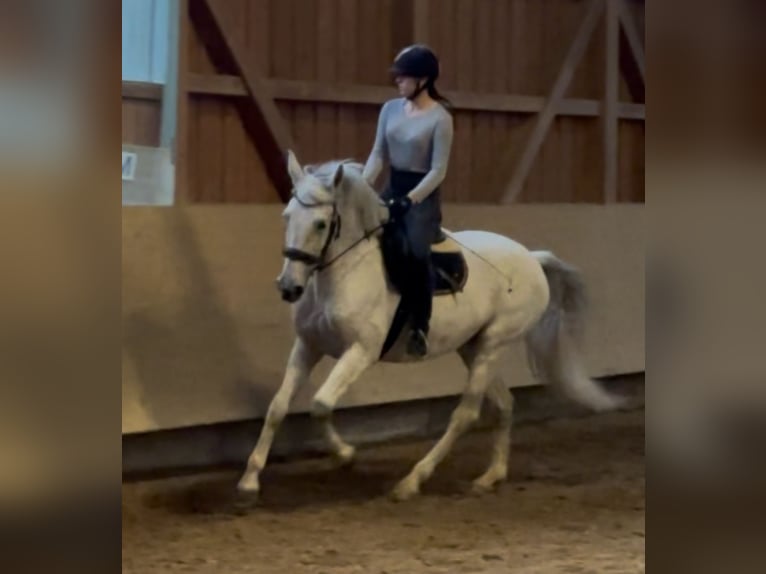PRE Mix Stute 13 Jahre 155 cm Fliegenschimmel in Königsbrunn