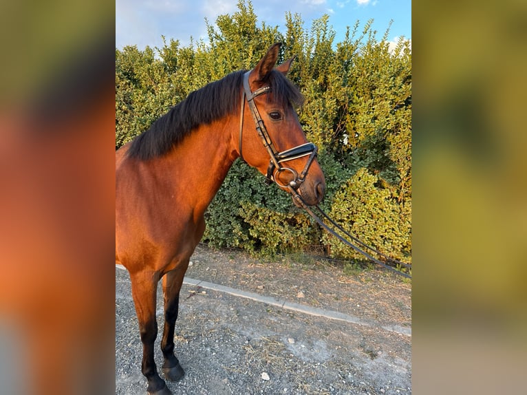 PRE Stute 13 Jahre 160 cm Brauner in Meco