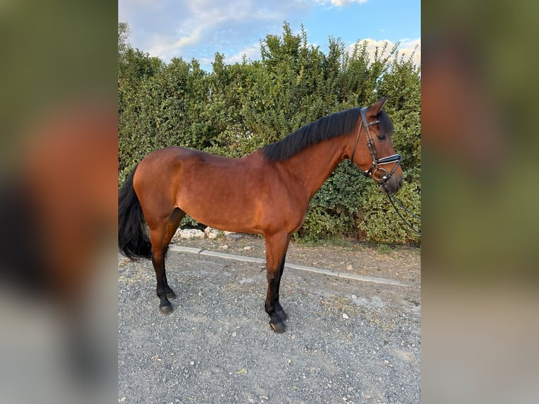 PRE Stute 13 Jahre 160 cm Brauner in Meco