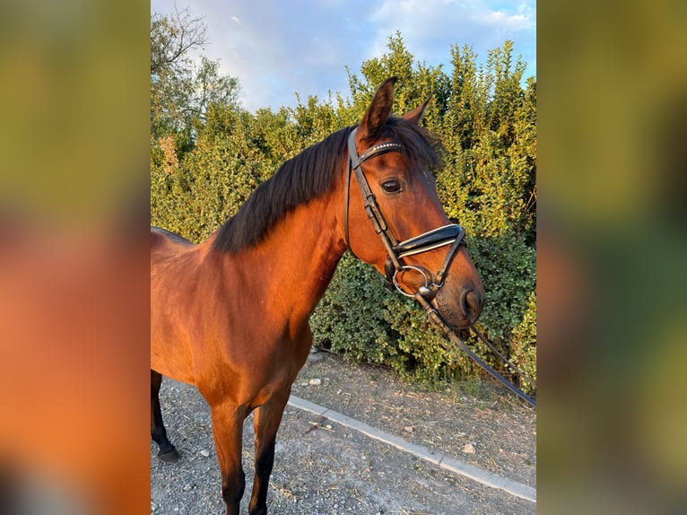 PRE Stute 13 Jahre 160 cm Brauner in Meco