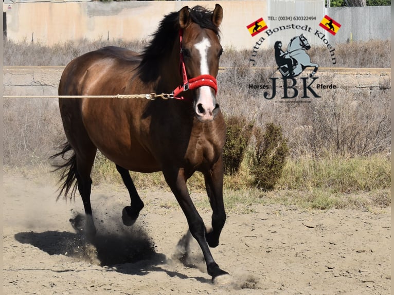 PRE Stute 13 Jahre 160 cm Brauner in Tabernas Almeria