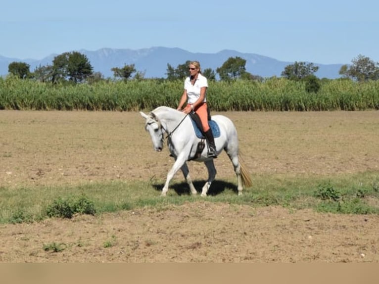PRE Mix Stute 13 Jahre 163 cm Apfelschimmel in Martfeld
