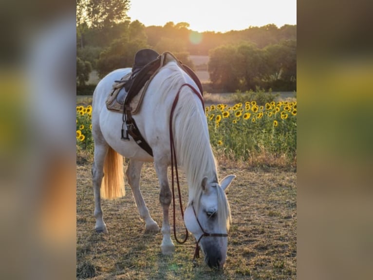 PRE Mix Stute 13 Jahre 163 cm Apfelschimmel in Martfeld