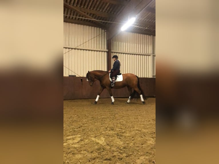 PRE Stute 13 Jahre 163 cm Brauner in Castrop-Rauxel