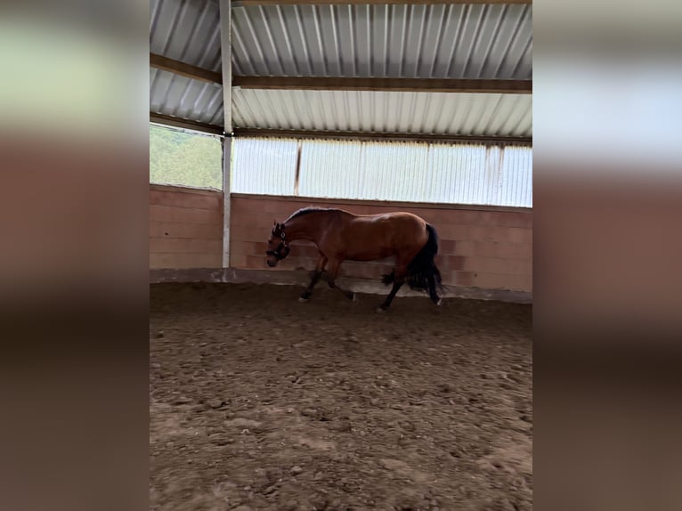 PRE Stute 13 Jahre 163 cm Brauner in Castrop-Rauxel