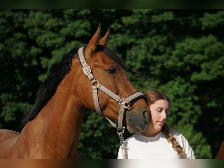 PRE Stute 13 Jahre 163 cm Brauner in Castrop-Rauxel