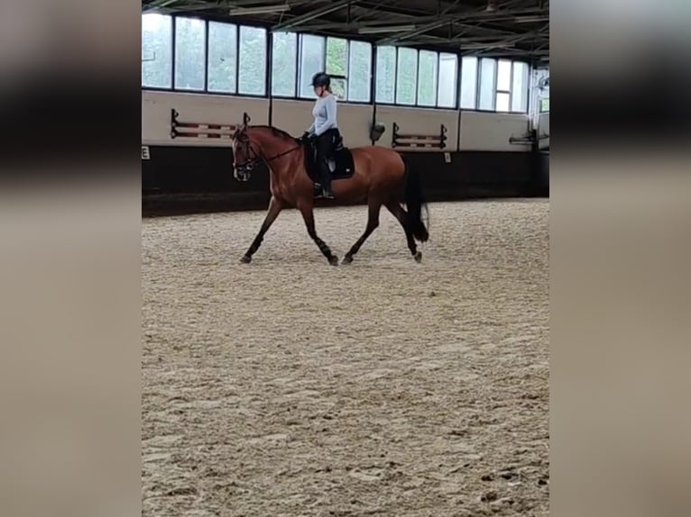 PRE Stute 13 Jahre 163 cm Brauner in Castrop-Rauxel