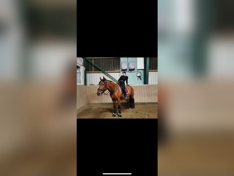 PRE Stute 13 Jahre 163 cm Brauner in Castrop-Rauxel