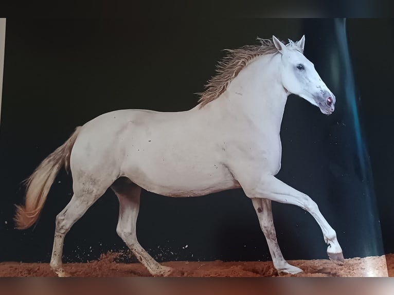 PRE Stute 13 Jahre 163 cm Schimmel in Hilden