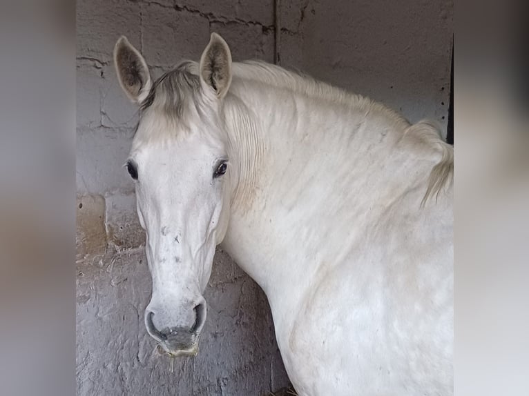 PRE Stute 13 Jahre 163 cm Schimmel in Hilden
