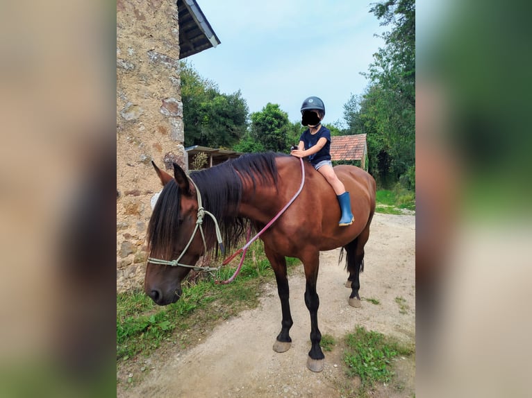 PRE Stute 13 Jahre 164 cm Brauner in Hamburg Blankenese