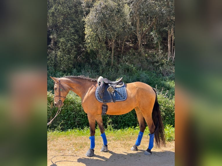PRE Mix Stute 13 Jahre 165 cm Falbe in Santa Susanna