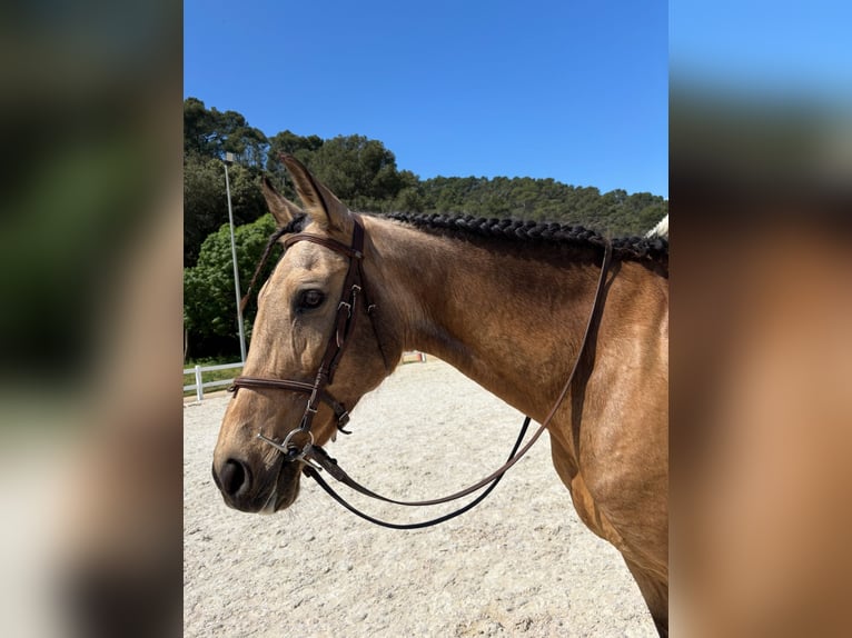 PRE Mix Stute 13 Jahre 165 cm Falbe in Santa Susanna