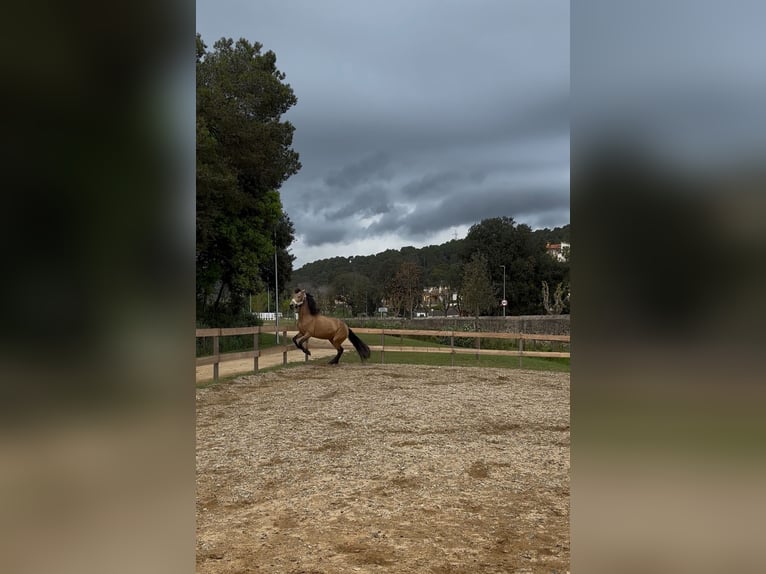 PRE Mix Stute 13 Jahre 165 cm Falbe in Santa Susanna
