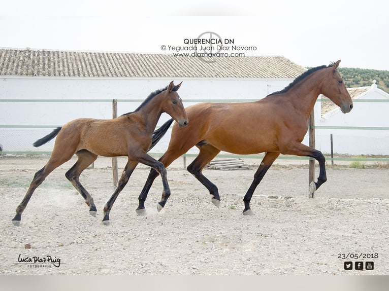 PRE Stute 13 Jahre 168 cm Brauner in Arjona