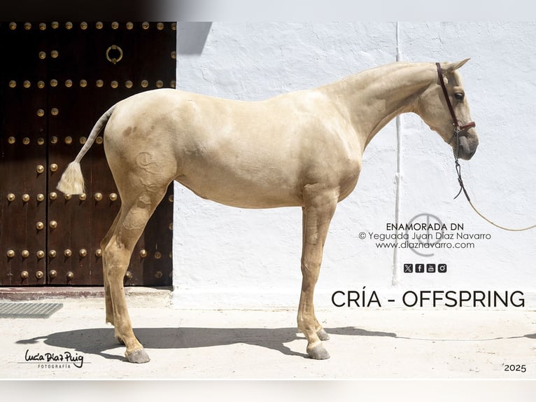 PRE Stute 13 Jahre 168 cm Brauner in Arjona