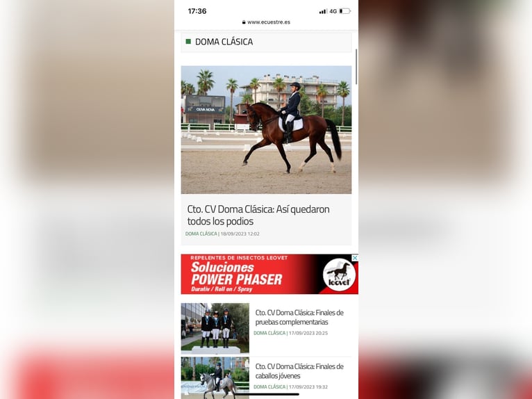 PRE Mix Stute 13 Jahre 169 cm Brauner in Seeheim-Jugenheim