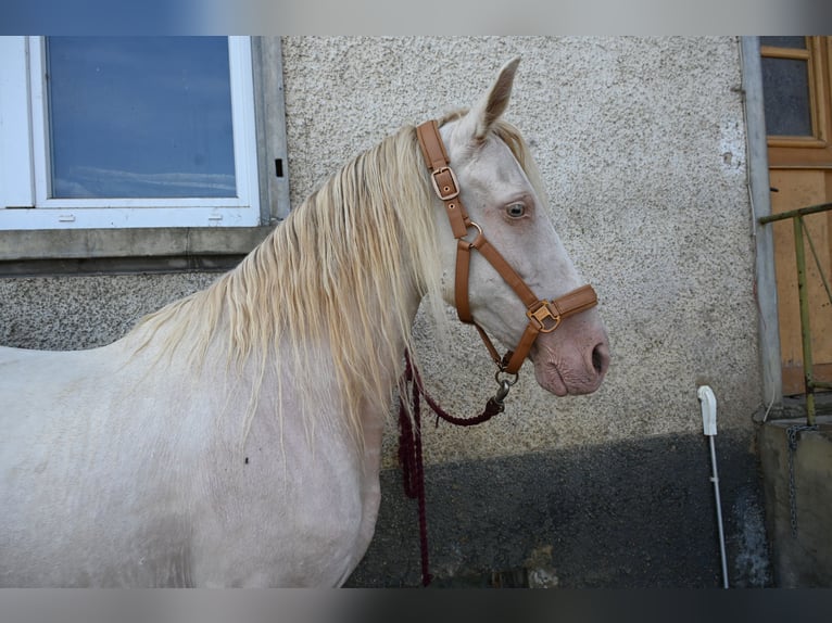 PRE Stute 13 Jahre Perlino in Klettgau