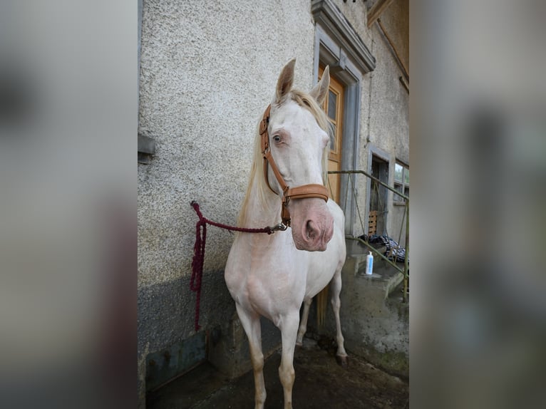 PRE Stute 13 Jahre Perlino in Klettgau