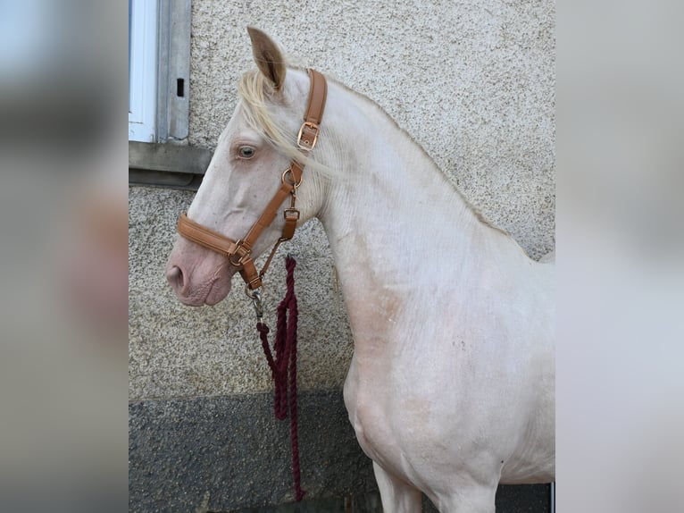 PRE Stute 13 Jahre Perlino in Klettgau