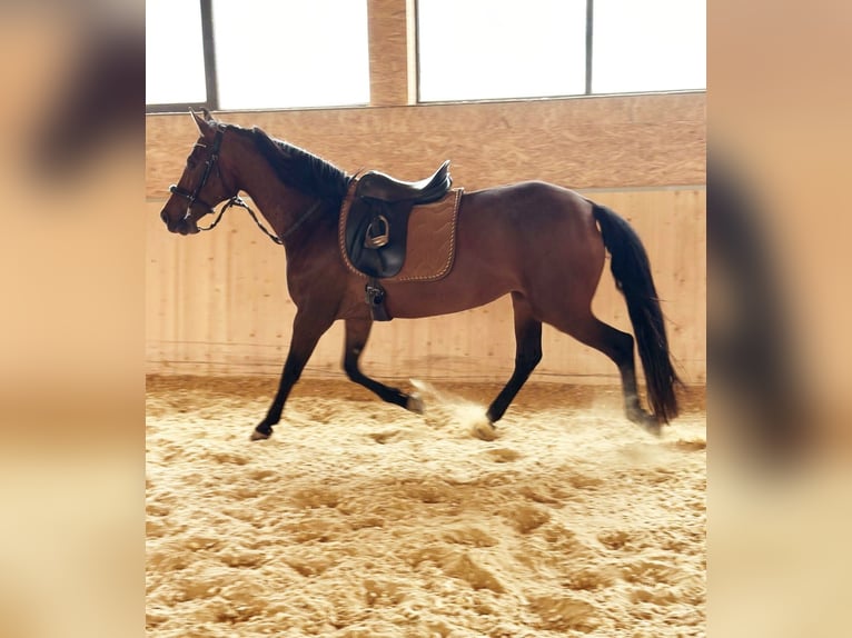 PRE Mix Stute 14 Jahre 155 cm Brauner in Ahrbr&#xFC;ck