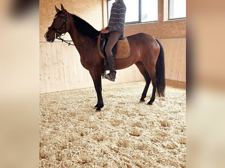 PRE Mix Stute 14 Jahre 155 cm Brauner in Ahrbr&#xFC;ck