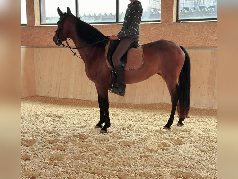PRE Mix Stute 14 Jahre 155 cm Brauner in Ahrbr&#xFC;ck