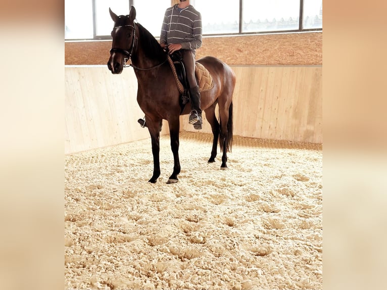PRE Mix Stute 14 Jahre 155 cm Brauner in Ahrbr&#xFC;ck
