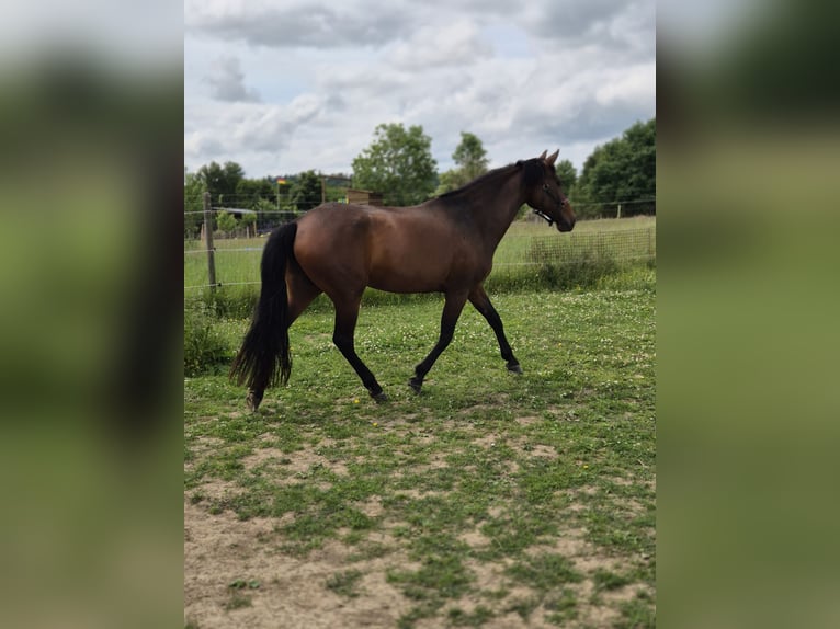 PRE Mix Stute 14 Jahre 155 cm Brauner in Euskirchen