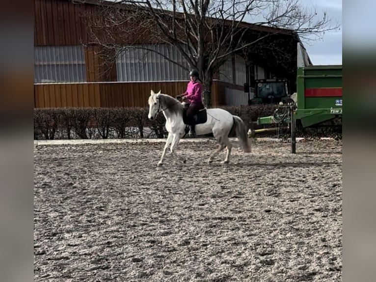 PRE Stute 14 Jahre 157 cm Apfelschimmel in Ammerbuch